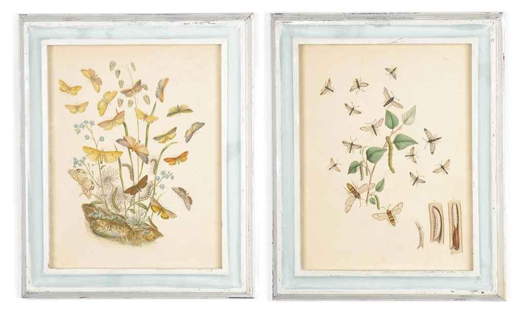 Artwork by Francis Orpen Morris, 12 works: From British butterflies , Made of lithographs