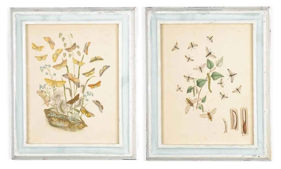 12 works: From British butterflies  by Francis Orpen Morris, 1865