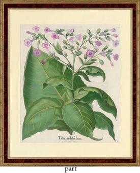 2 works: Tabacum latifolium; Ricinus maior by Basilius Besler