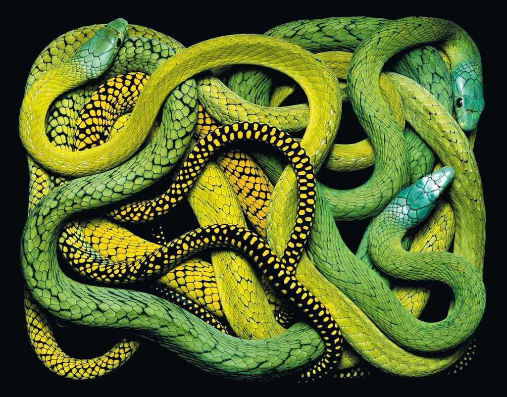 Artwork by Guido Mocafico, Dendroaspis Jamesoni Jamesoni, Made of chromogenic print