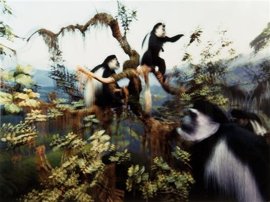 White Caped Colobus N.Y.C. II by Jacqueline Hayden, 1987
