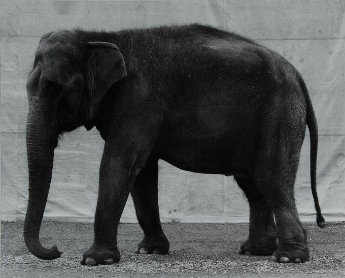 Elephant, um 1996 by Balthasar Burkhard, 1996