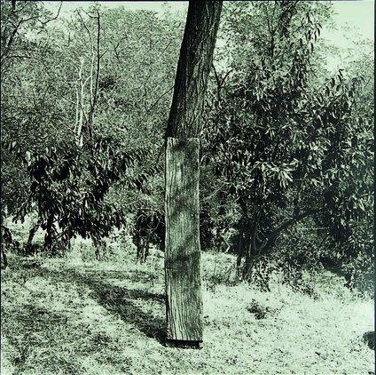 Tree with Plank, I by Bill Culbert