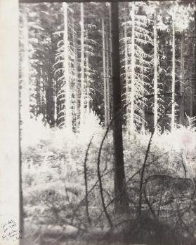 Good wood, good forest by Sigmar Polke