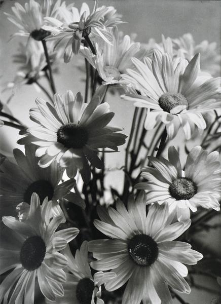 Shasta Daisies by Olive Cotton, 1937; printed 1990