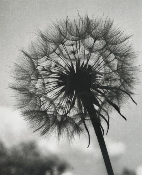 Seed Head by Olive Cotton