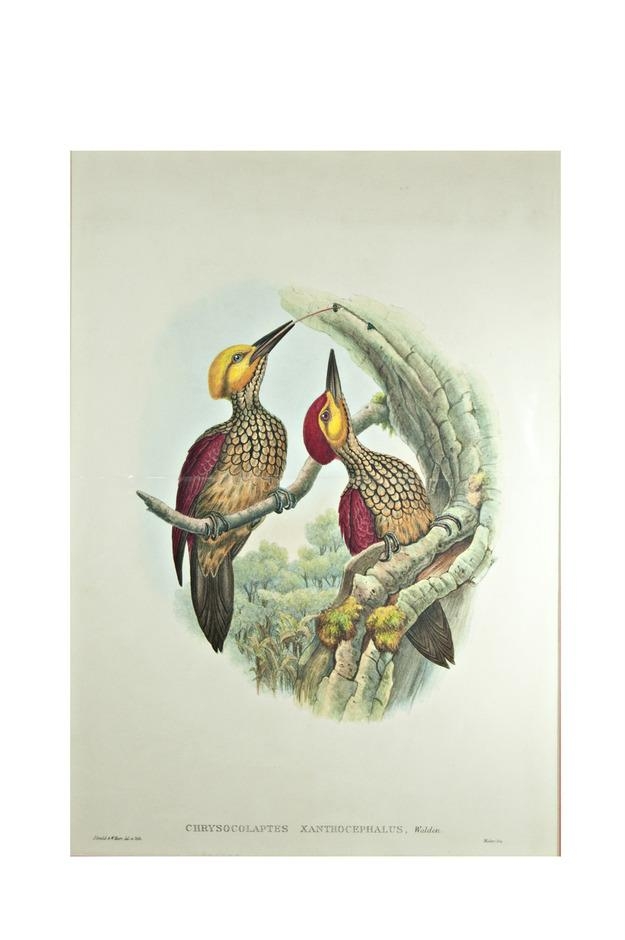 Crimson-backed woodpecker by John Gould, 1850