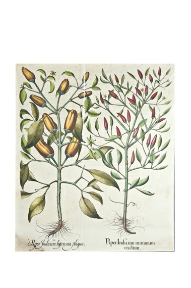 Yellow pepper, Red pepper by Basilius Besler, 1613