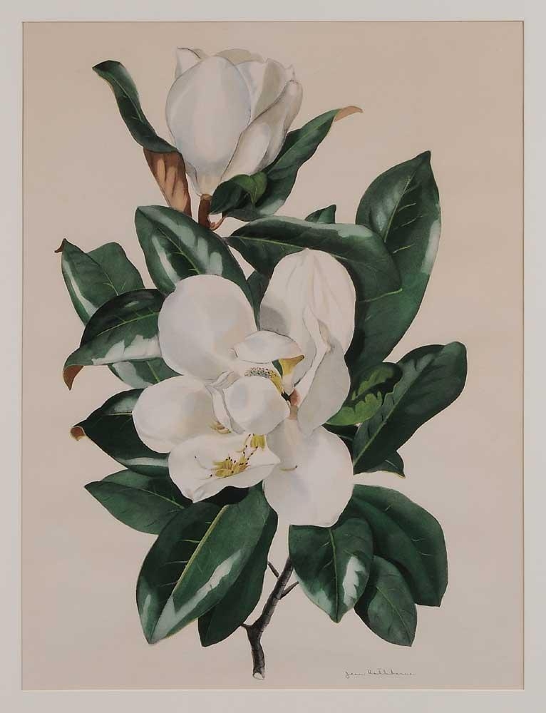 Artwork by Jean Rathborne, Magnolia Blossoms, Made of watercolor on paper