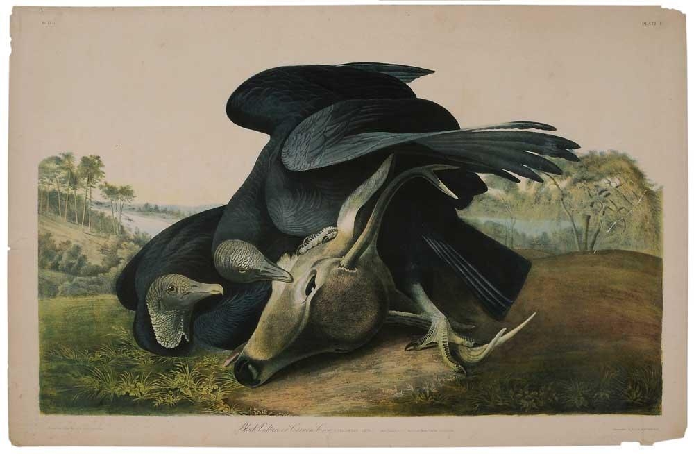 John James Audubon Two works Two double elephant folio prints