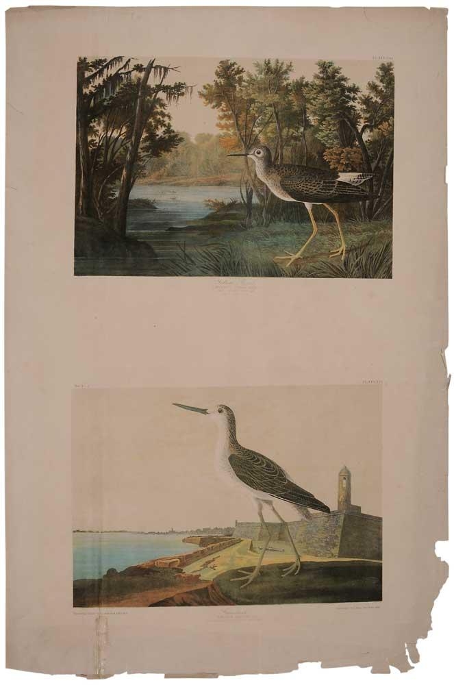 John James Audubon Two works Two double elephant folio prints (1860) MutualArt