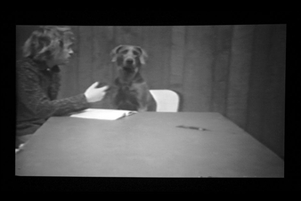 Laumeier Sculpture Park Exhibit Explores the Complex Dog-Human Relationship