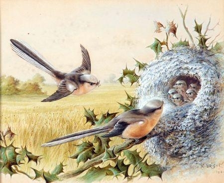 Long Tailed Tits by their Nest by Harry Bright, 1886