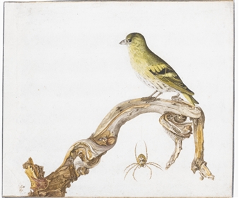 a siskin sitting on a branch with a spider hanging below - Rochus van Veen