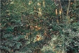 Franz Gertsch  - Kunsthaus Zürich