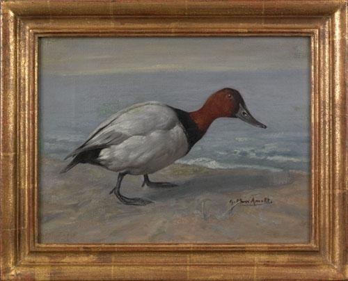 Canvasback duck by Gustave Muss-Arnolt