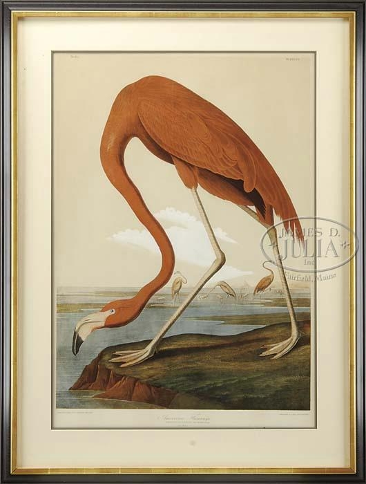 AMERICAN FLAMINGO by John James Audubon, 1860