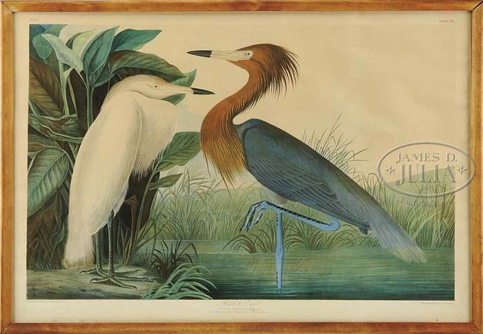 REDDISH EGRET by John James Audubon, 1860