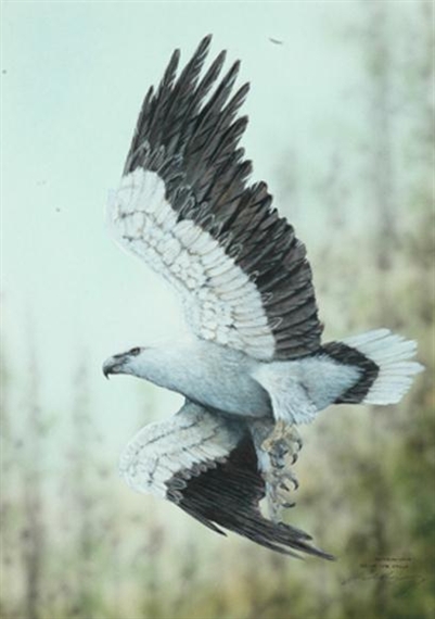 Paul Margocsy | Australian White Bellied Sea Eagle | MutualArt