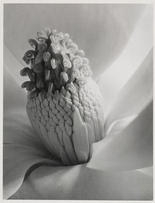Akron Art Museum's puts focus on plants, flowers in 'Flora' photo exhibit