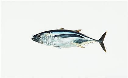 Artwork by William Allan, ALBACORE, Made of watercolor on Arches paper