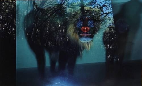 Mandrill in Rock Creek Park by Jacqueline Hayden, 1988