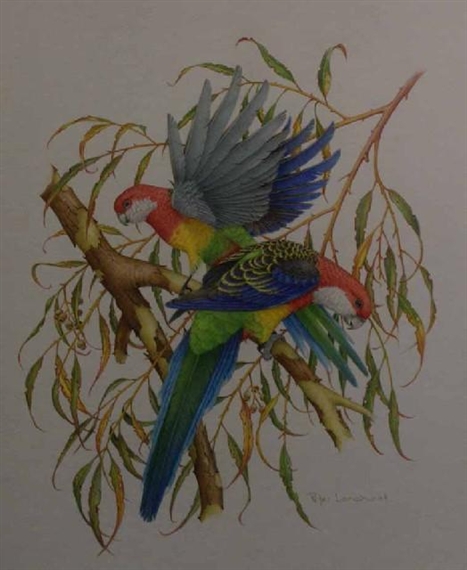 Peter Longhurst | Rosellas | MutualArt