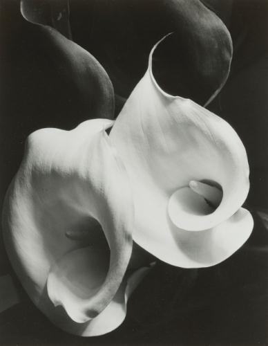 Two Callas by Imogen Cunningham, 1929
