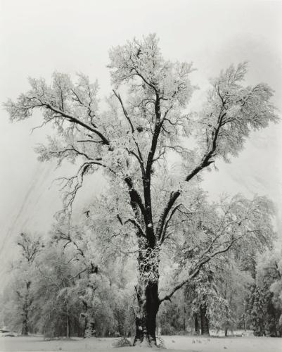 Oak Tree, Snowstorm, Yosemite Natioanl Park, CA by Ansel Adams, 1948; printed 1973-1977