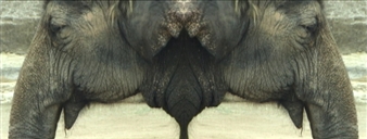 Michele Monseau: Elephant in the Room  - Unit B