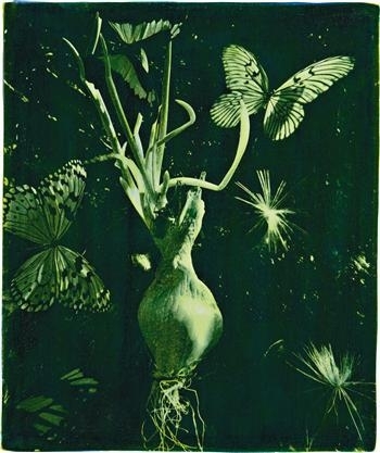 Spring Onion With Butterflies and Artichokes Seeds - Oberto Gili