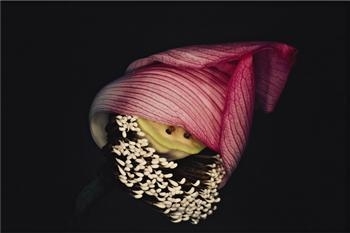 Kakyoku 8 by Nobuyoshi Araki, 1997