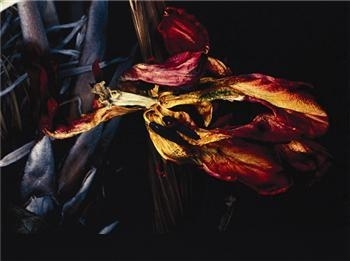 Untitled by Nobuyoshi Araki, circa 1997