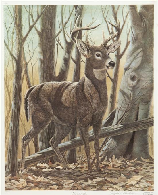 John A. Ruttman | White Tailed Deer | MutualArt