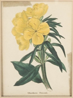 Botanical Print - B. Manuel