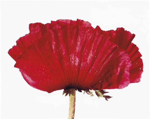 Poppy: Glowing Embers, New York, 1968 by Irving Penn, printed 1989