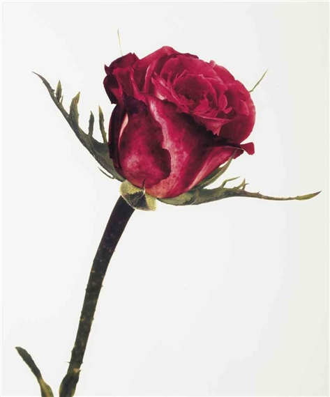 Rose Colour Wonder, London, 1970