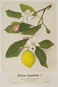Citrus Limonium, ca. 1875 - Pietro Guidi
