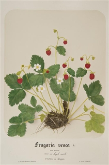 Fragaria Vesca, ca. 1875 - Pietro Guidi