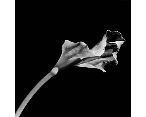 Calla Lily, 1986 by Robert Mapplethorpe, printed in 1986