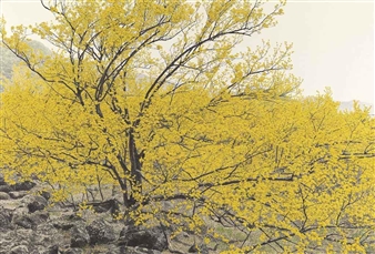 Full Blossom - Choi Yeong-Geol