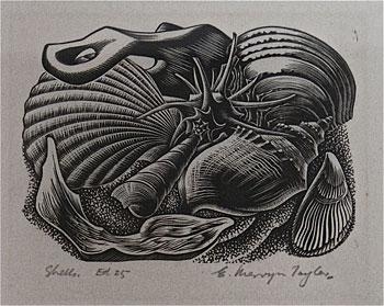 Shells by E. Mervyn Taylor
