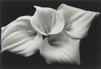 Still Life #181, 1992 - Kenro Izu