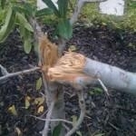 Art Guys Respond to Tree Vandalism: “That’s Just Wrong”