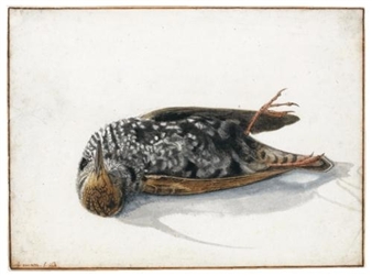 A dead starling - Rochus van Veen