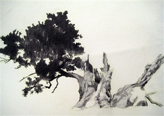 Tree Drawing - Judith Hoffman