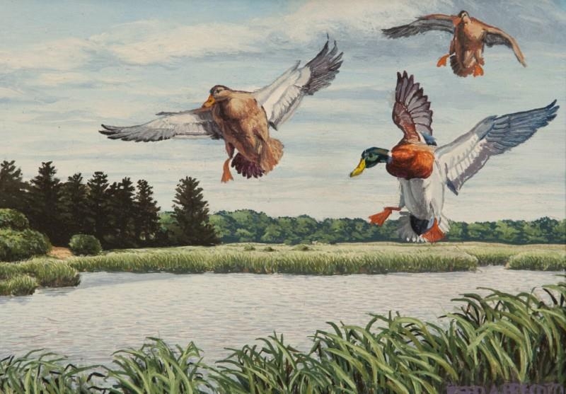 Artwork by Reed Prescott, 2 works: Dead Creek Mallards; Hanging Mallard Pair, Made of Oil on board; Gouache on paper