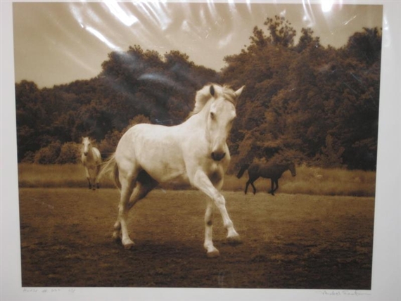 Horse #289 by Michael Eastman