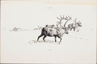 A group of eight wildlife illustrations - Bill Gregg