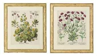 Nasturtium indicum, and 1 more work by Basilius Besler